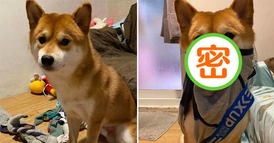 Shiba Inu Suffers From Separation Anxiety - #HerStoryOurStory